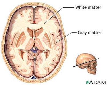 White matter and gray matter in the brain
