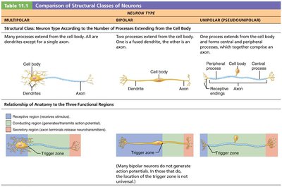 Comparison of structural classes of neurons