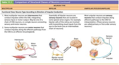 Functional classification of neurons