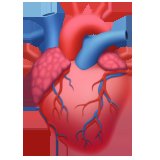Heart blood flow pathway