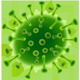 Streptococcus pyogenes
