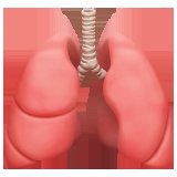 Blood-air barrier and gas exchange