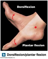 Dorsiflexion and plantar flexion