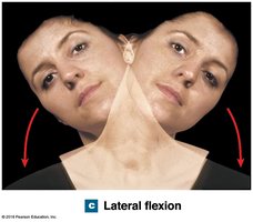 Lateral flexion of neck
