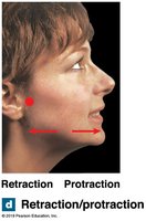 Protraction and retraction