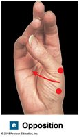 Opposition of thumb