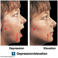 Depression and elevation of jaw