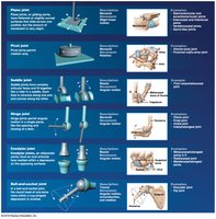 Classification of synovial joints