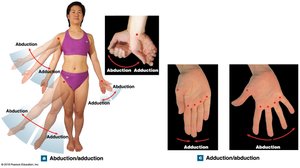Abduction and adduction movements
