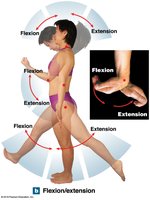 Flexion and extension movements