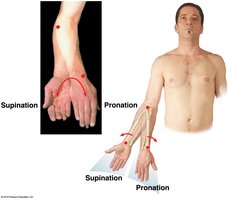 Pronation and supination of forearm