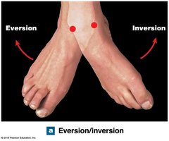 Eversion and inversion of foot