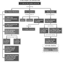 Flowchart of cell structure and function topics