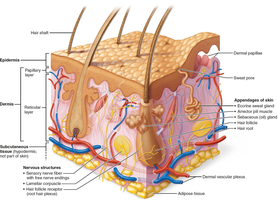 Diagram of skin structure showing epidermis, dermis, and subcutaneous tissue with labeled structures