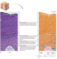 Histological and schematic view of the epidermal layers and cell types