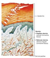 Light micrograph showing papillary and reticular layers of the dermis