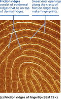 SEM image of friction ridges and sweat duct openings on a fingertip