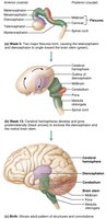 Hypothalamus-pituitary relationship
