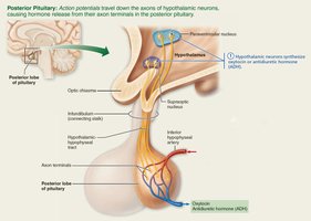 Posterior pituitary hormone release