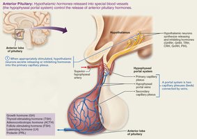 Anterior pituitary hormone regulation