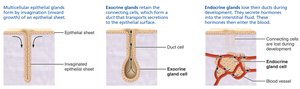 Development and structure of exocrine and endocrine glands