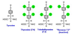 Thyroid hormone structure