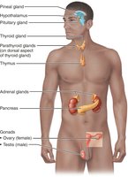 Major endocrine glands in the human body