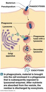 Diagram of phagocytosis process