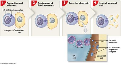 Steps in NK cell immune surveillance and lysis of abnormal cells