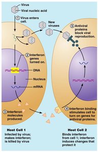 Mechanism of interferon action against viral infection