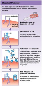 Classical pathway of complement activation