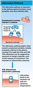 Alternative pathway of complement activation