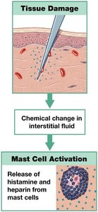 Sequence of events in inflammation and tissue repair
