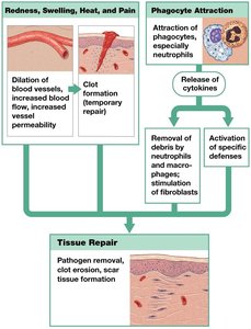 Overview of adaptive immunity: cell-mediated and antibody-mediated responses