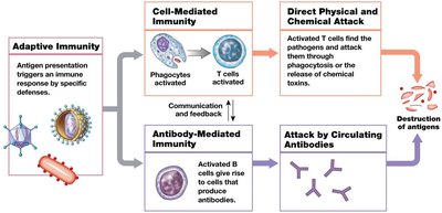 Classification of immunity: active vs. passive, natural vs. artificial
