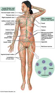 Diagram of the lymphatic system in the human body