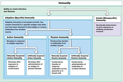 Antigen presentation by class I MHC proteins