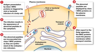 Antigen presentation by class II MHC proteins