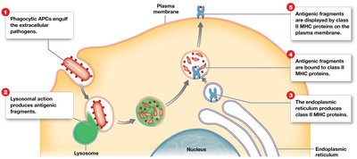 Antigen recognition by CD4 T cell