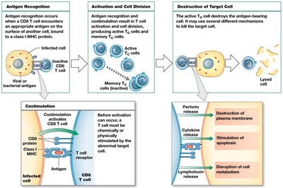 CD4 T cell activation and cytokine secretion