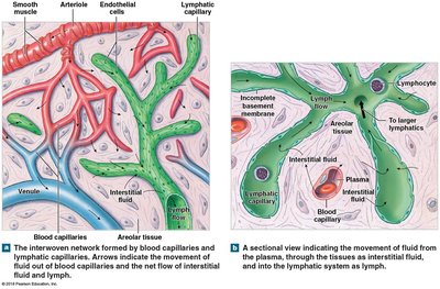 Structure and function of lymphatic capillaries and vessels