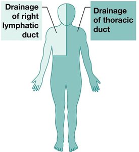 Drainage areas of the thoracic and right lymphatic ducts