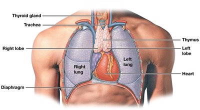 Anatomical location of the thymus gland
