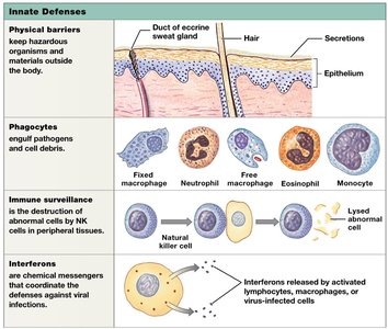 Summary table of innate defenses: physical barriers, phagocytes, immune surveillance, interferons