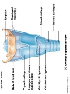 Sagittal view of the larynx