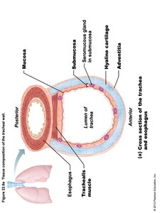 Photomicrograph of the tracheal wall
