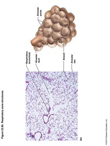 Capillary-alveolar relationship
