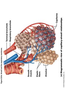 Transverse section through the thorax