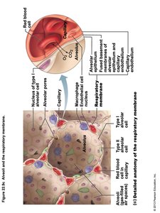 Anterior view of the lungs and thoracic cavity
