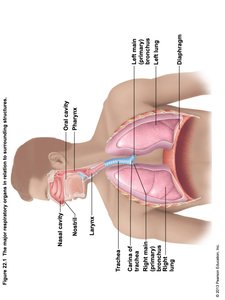 Major respiratory organs in the human body
